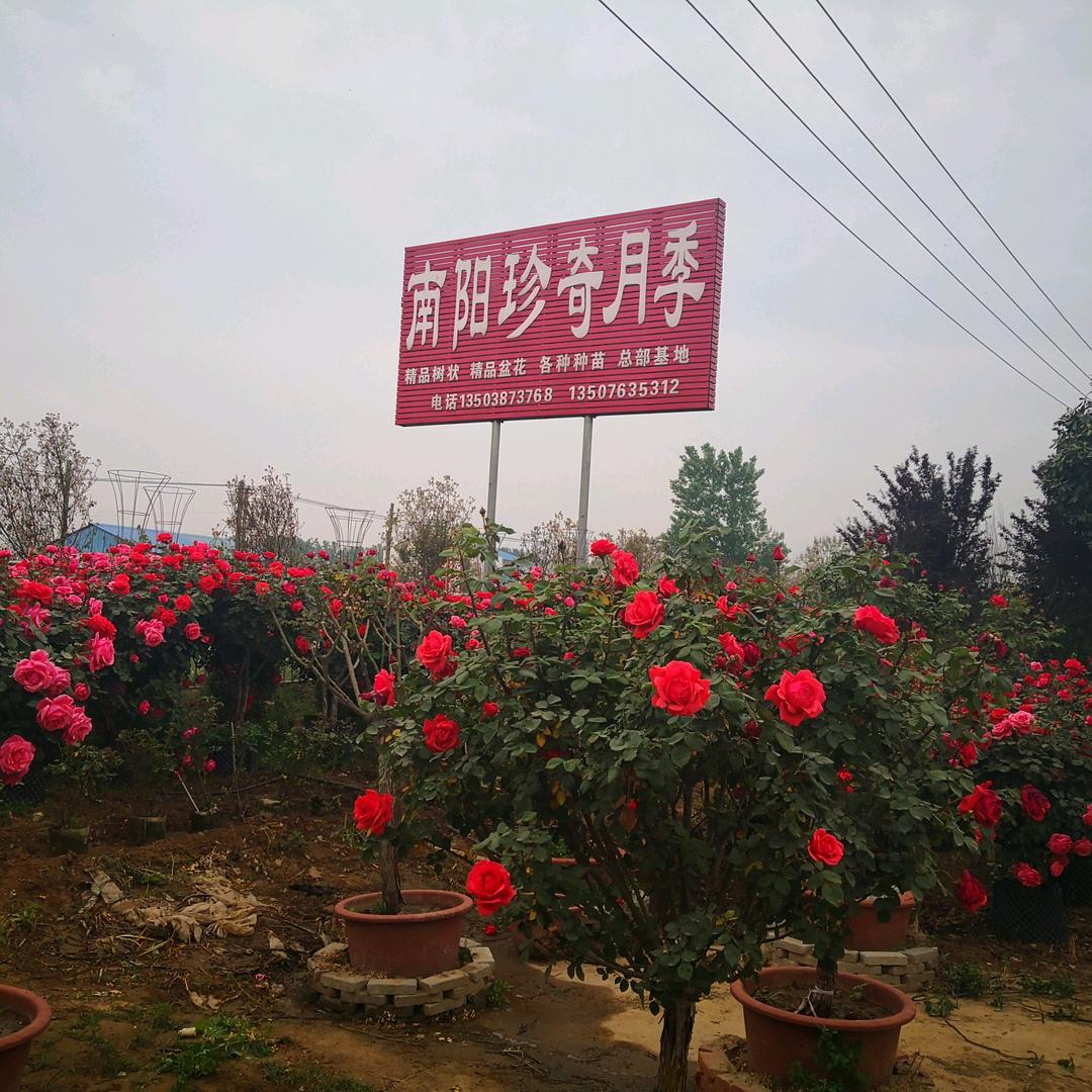 南阳卧龙区石桥镇珍奇月季繁育基地