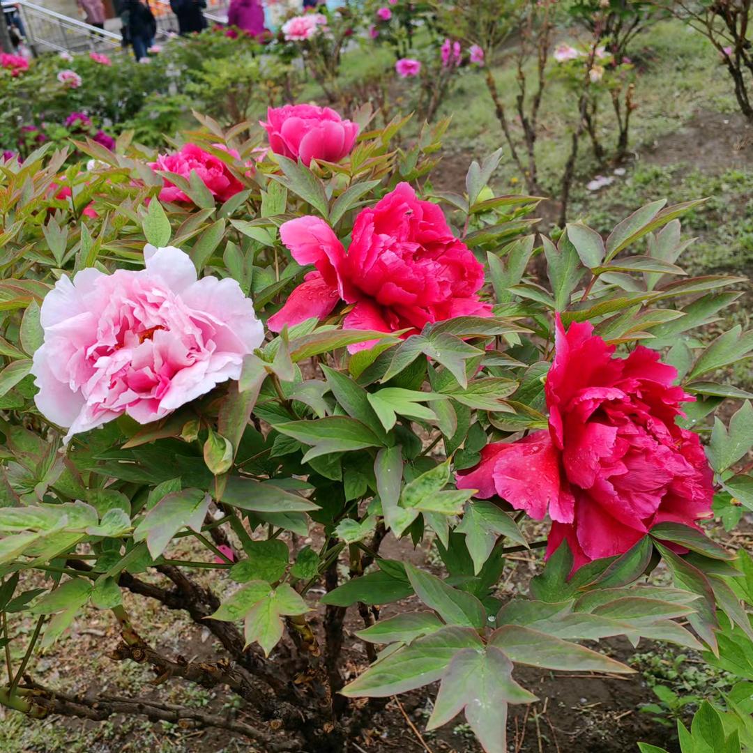 清风