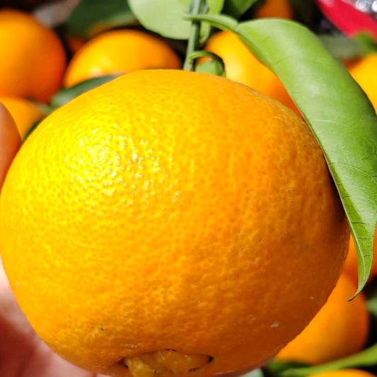 梓皓果品安镇店