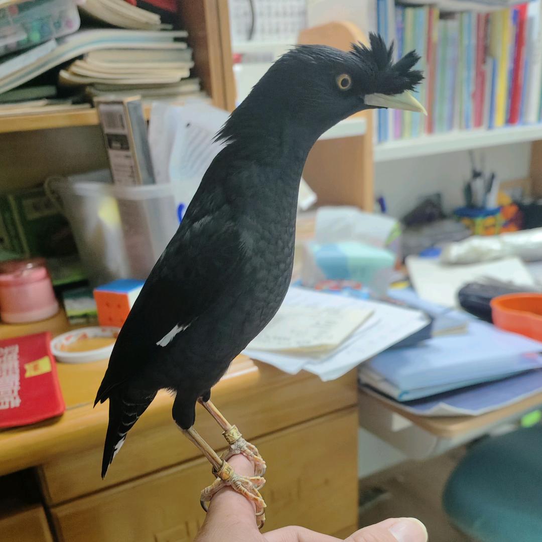 八哥小刘