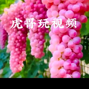虎哥玩视频