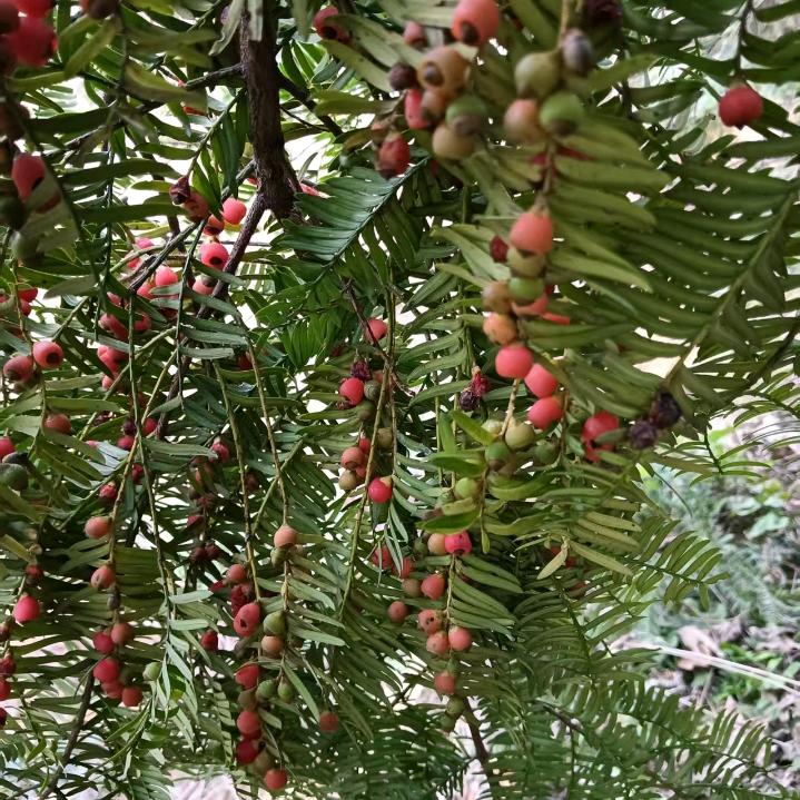 🌷🌷幸福美满🌷🌷