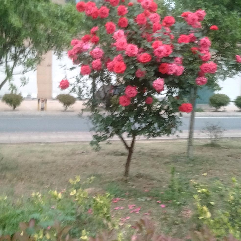 重来