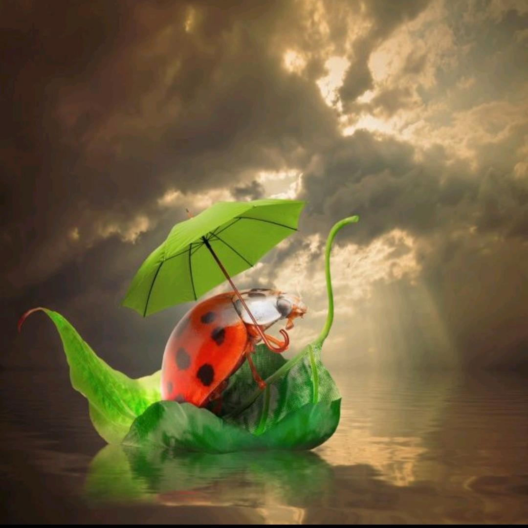 🐞七星瓢虫
