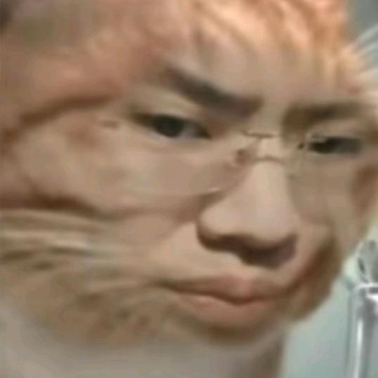 母公猫