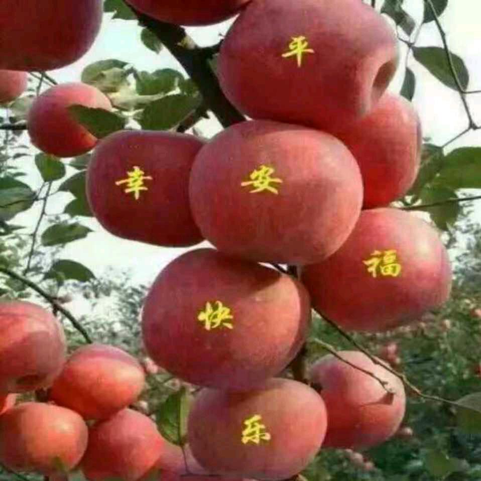 果蔬代采代发