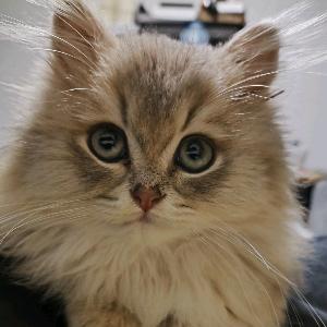 香道会 炒股日记