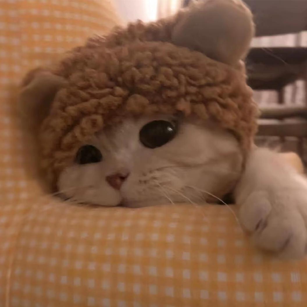 木子🍵（视频同款在橱窗）