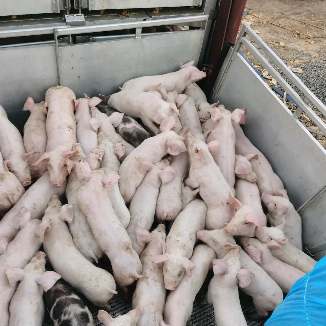 北方牧业-仔猪