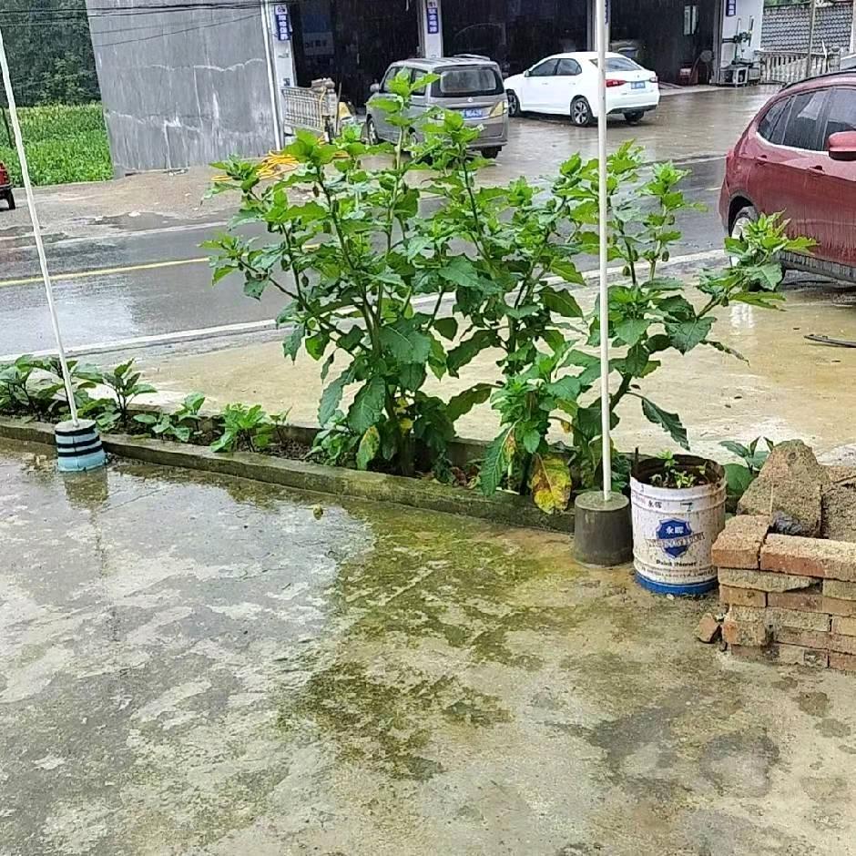 开心妹子