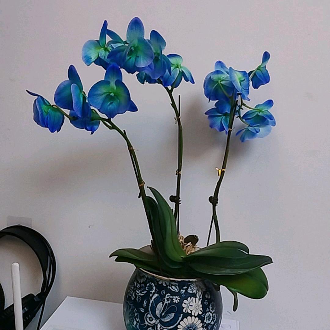 ಢ᭄无ོ言🥀ᝰ᭄