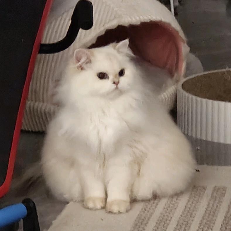 二狗子是只猫头像