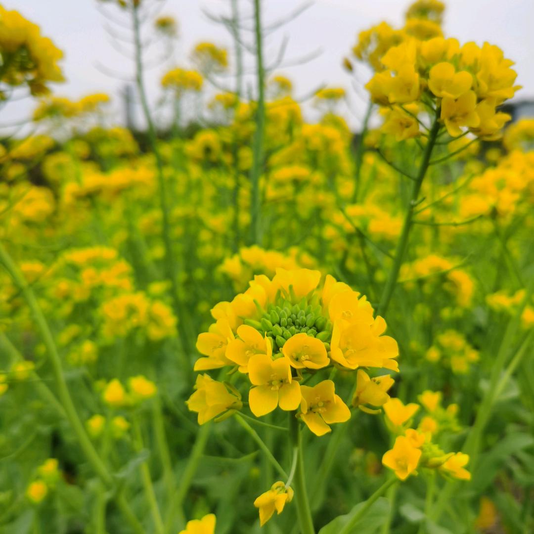 芜湖市繁花匠营养土