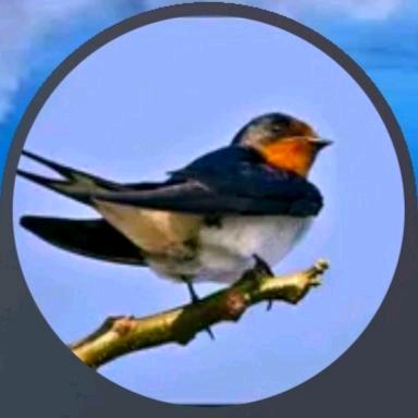 梦❅幻