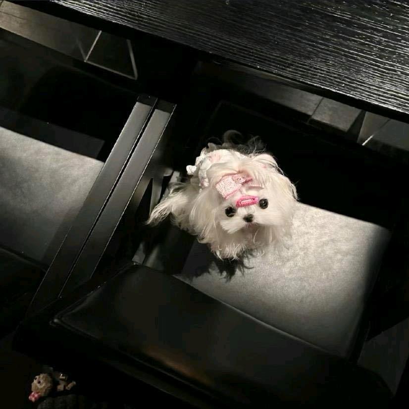 随地排便并把玩