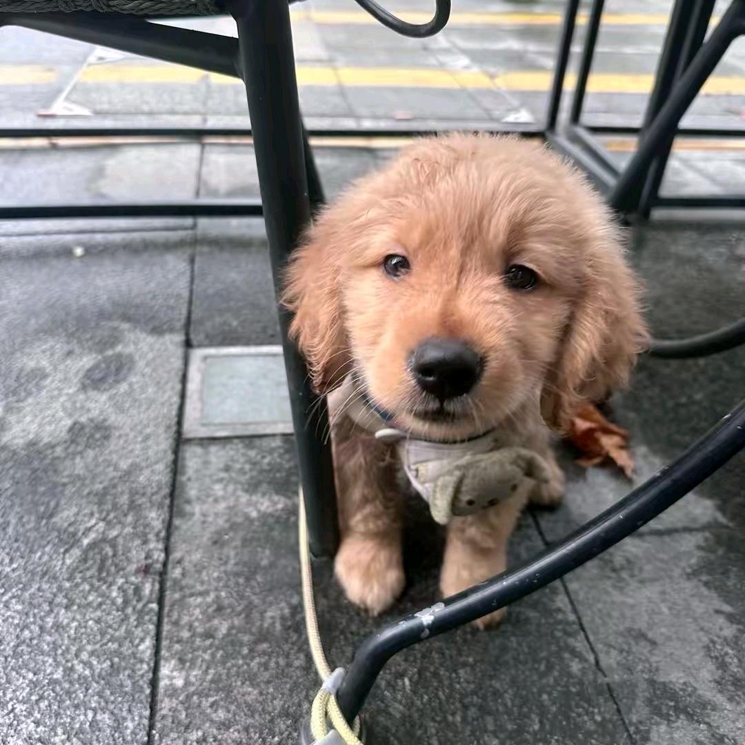 吃我答辩