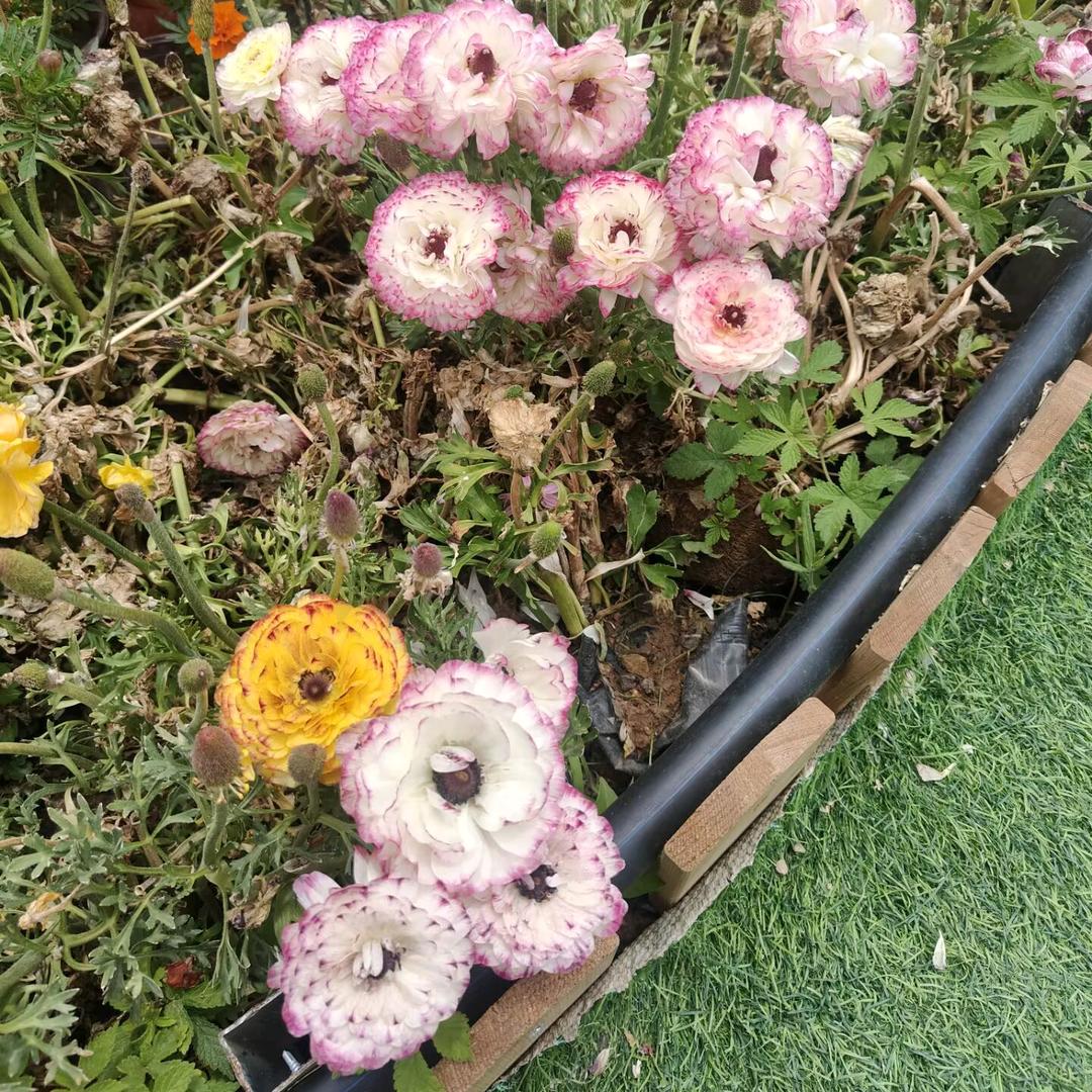 小鸡炖蘑菇