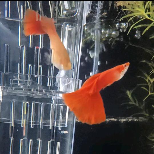 辉子观赏鱼