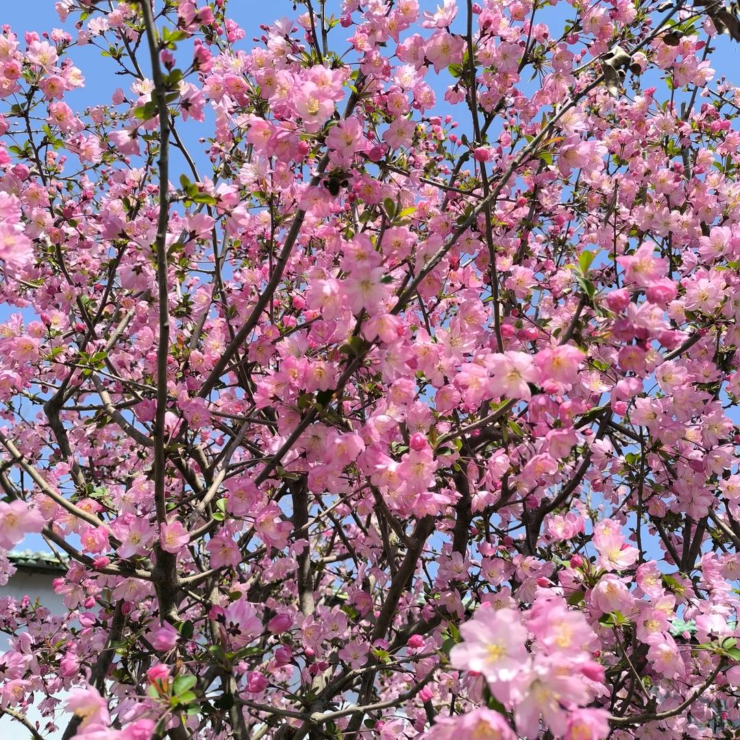 用户935140996696开心每一天C