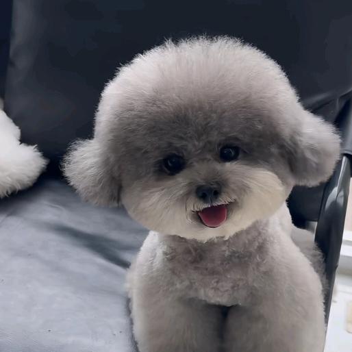泰迪熊🐻