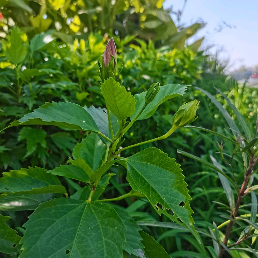 黄大婶