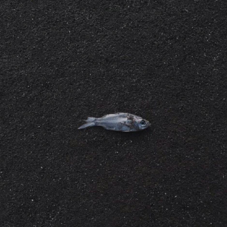 小鱼