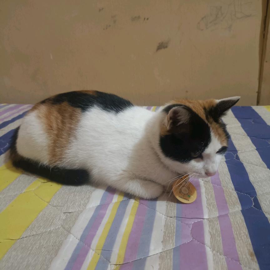 好梦（光遇）（和平精英）