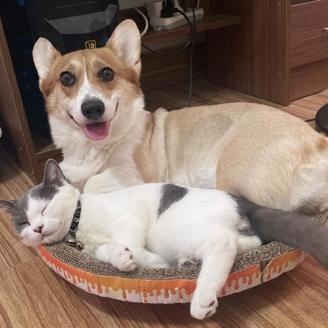 Dnf手游奶油馒头（安图恩导师）