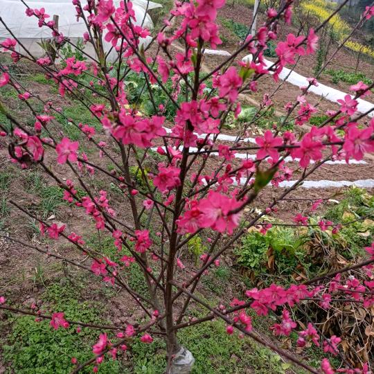 @富贵花开