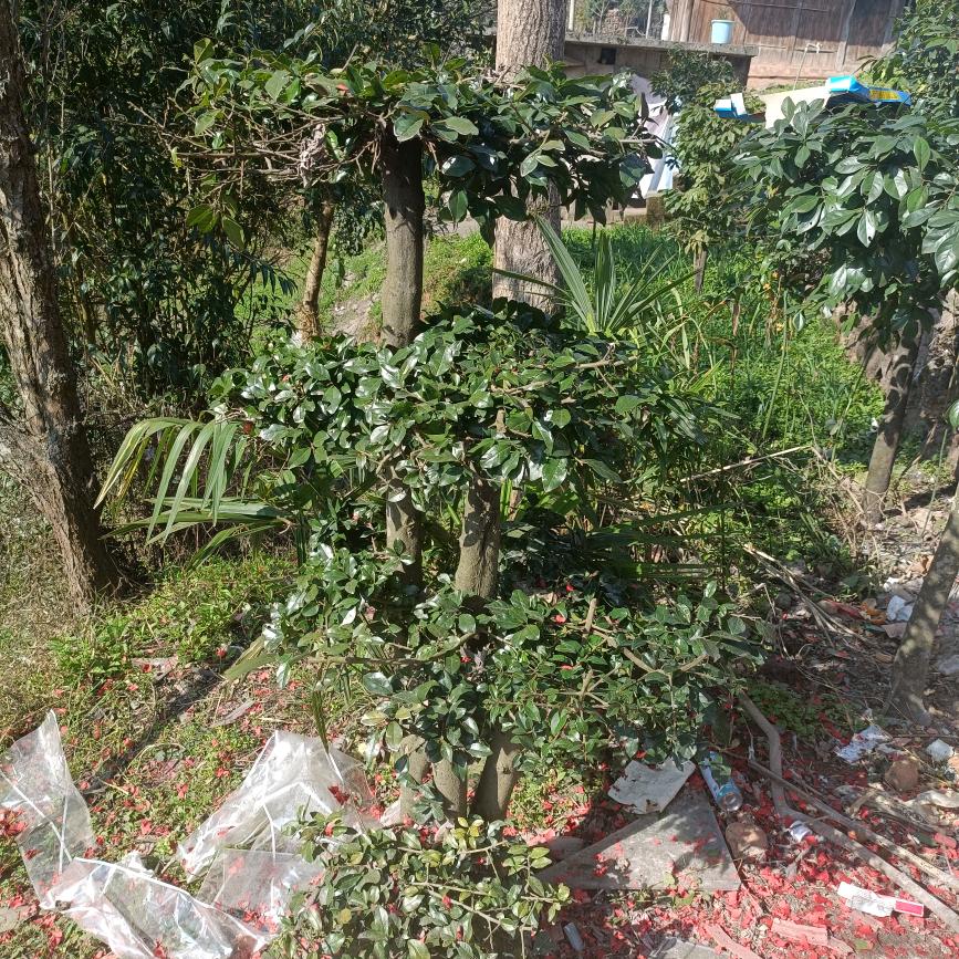 余生安好