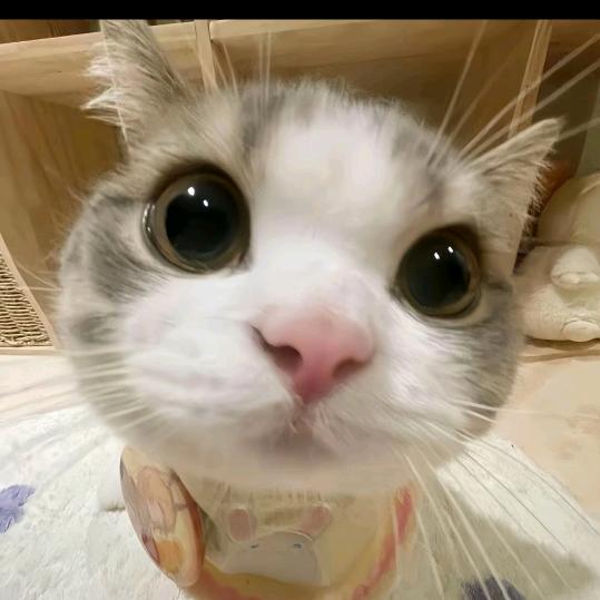 哈尼