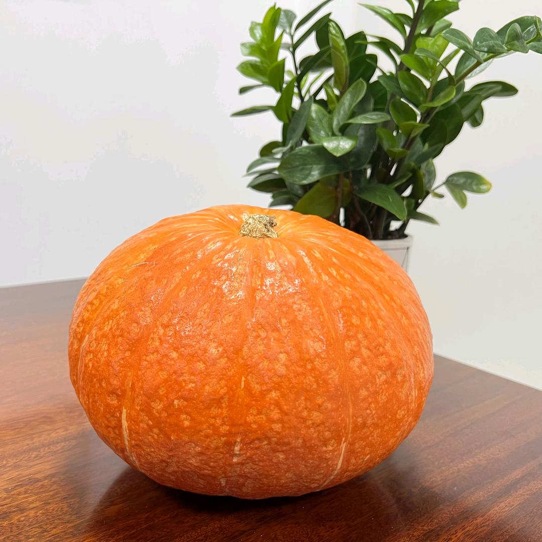 广东瓜满田贝贝南瓜供应链 肥仔