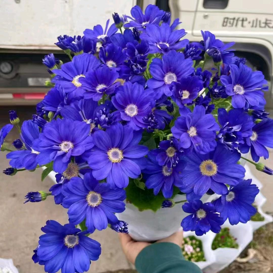 兰花草