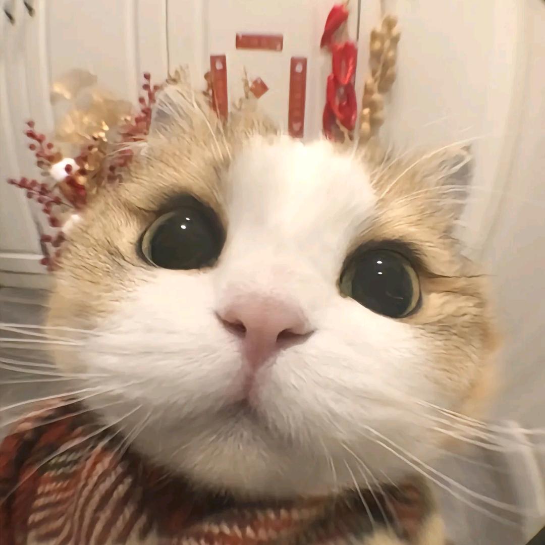一只鱼