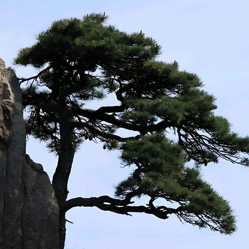 三合甄选造型松