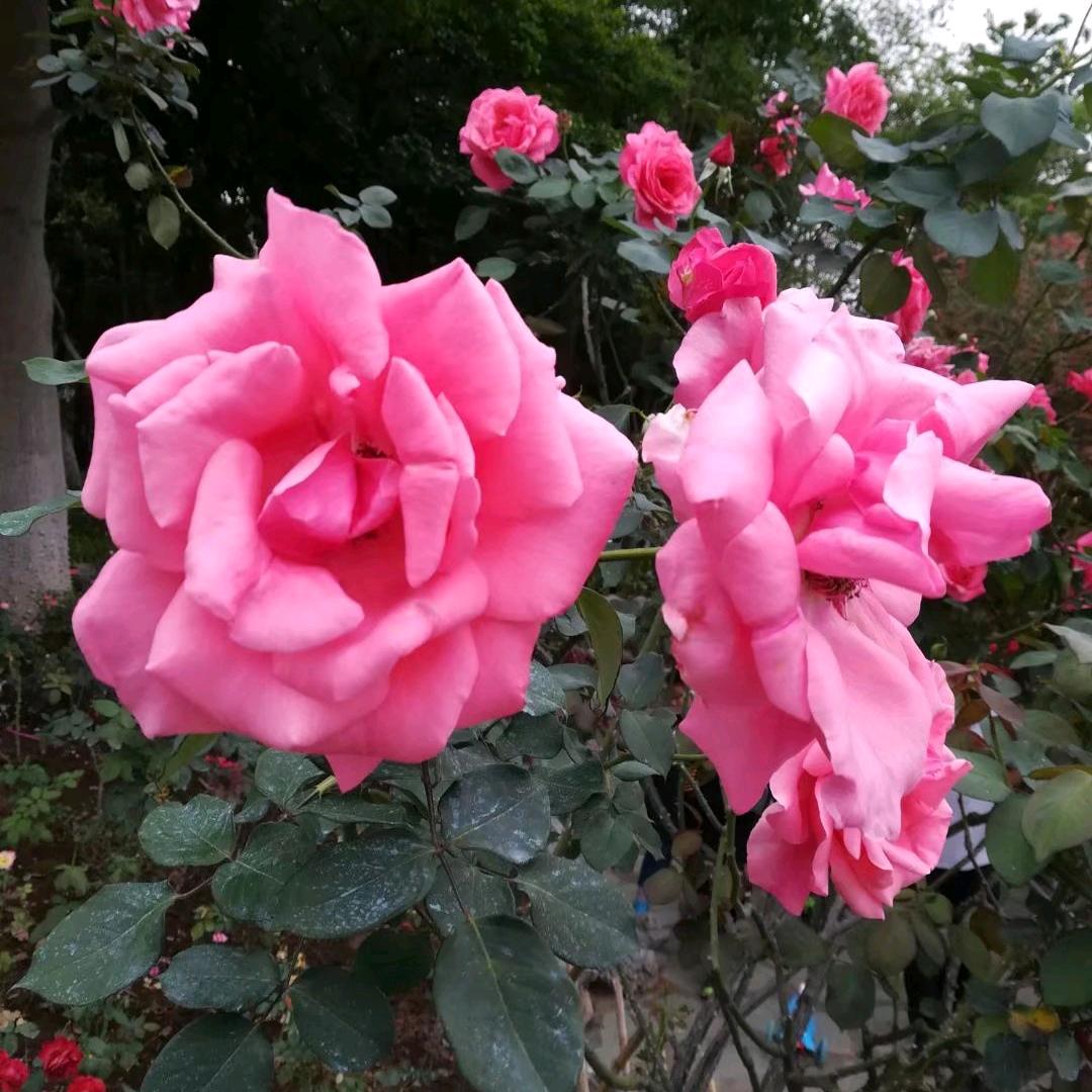 莹莹手机摄影