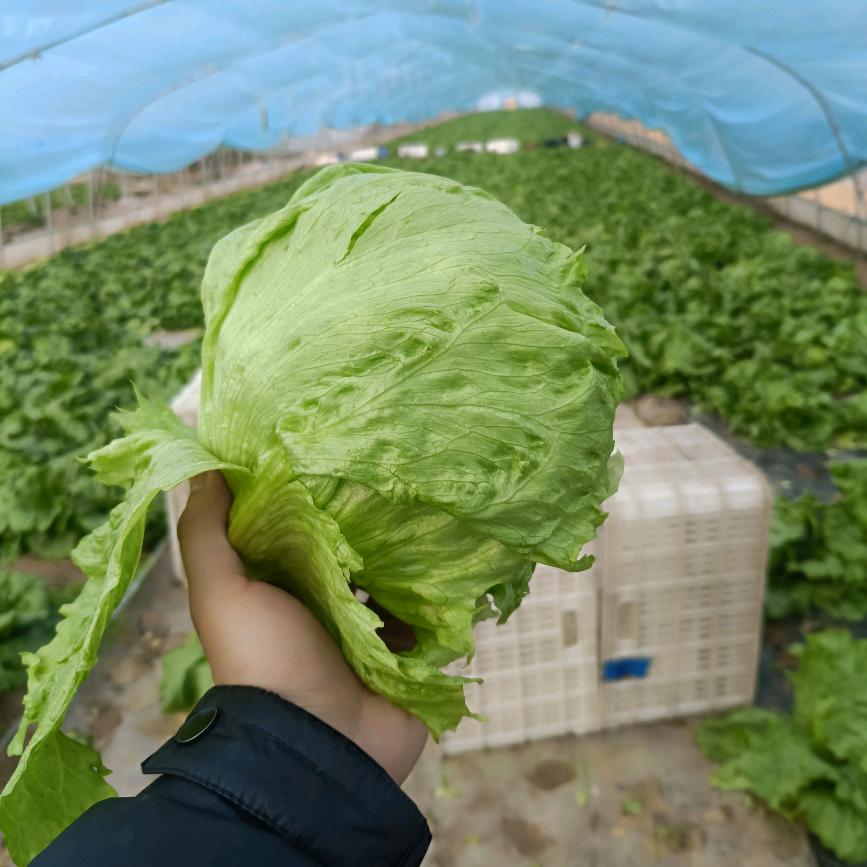 鲜菜急达