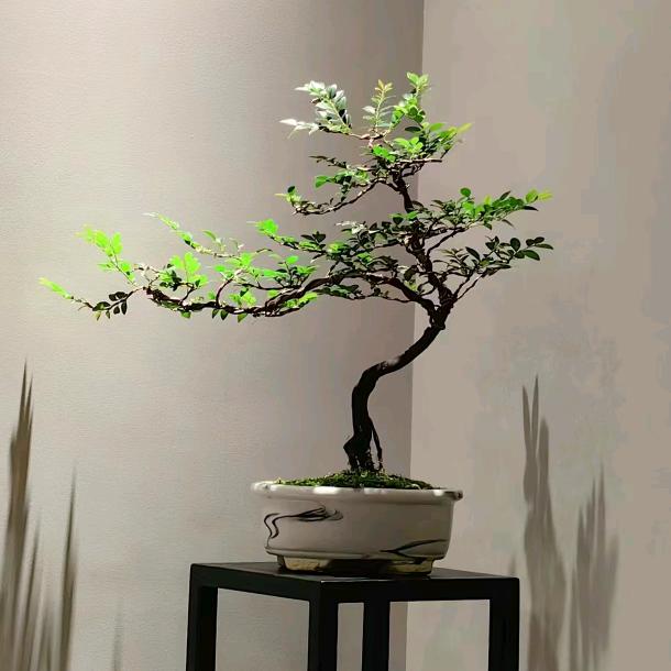 爱呵孕婴 🦌 林柒