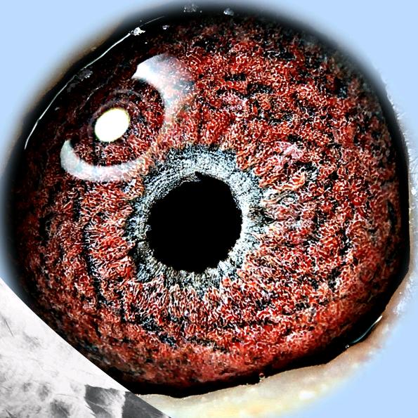 精品实战种鸽苑