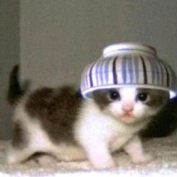 迷人性感母蟑螂爱吃大老虎