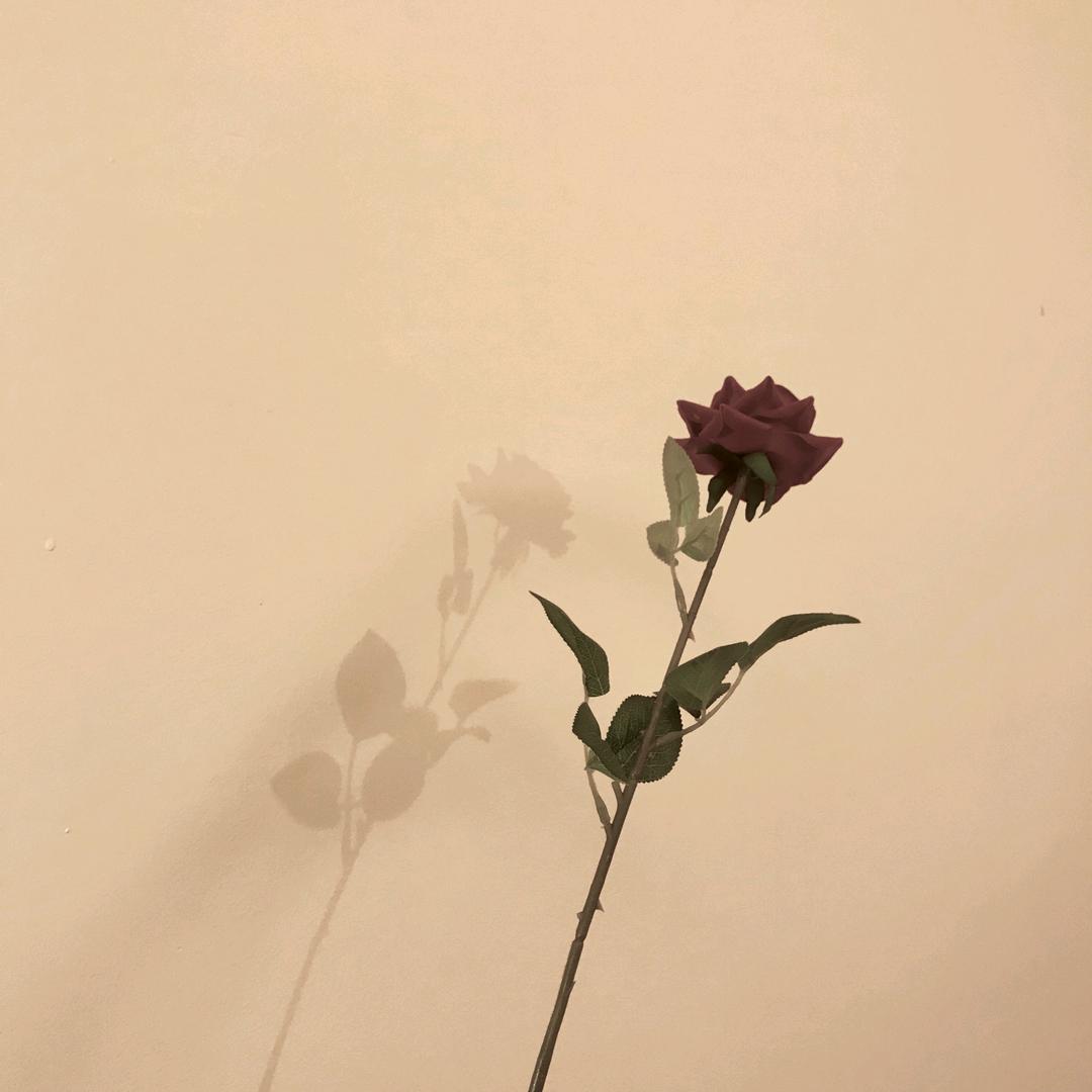 美芝芝