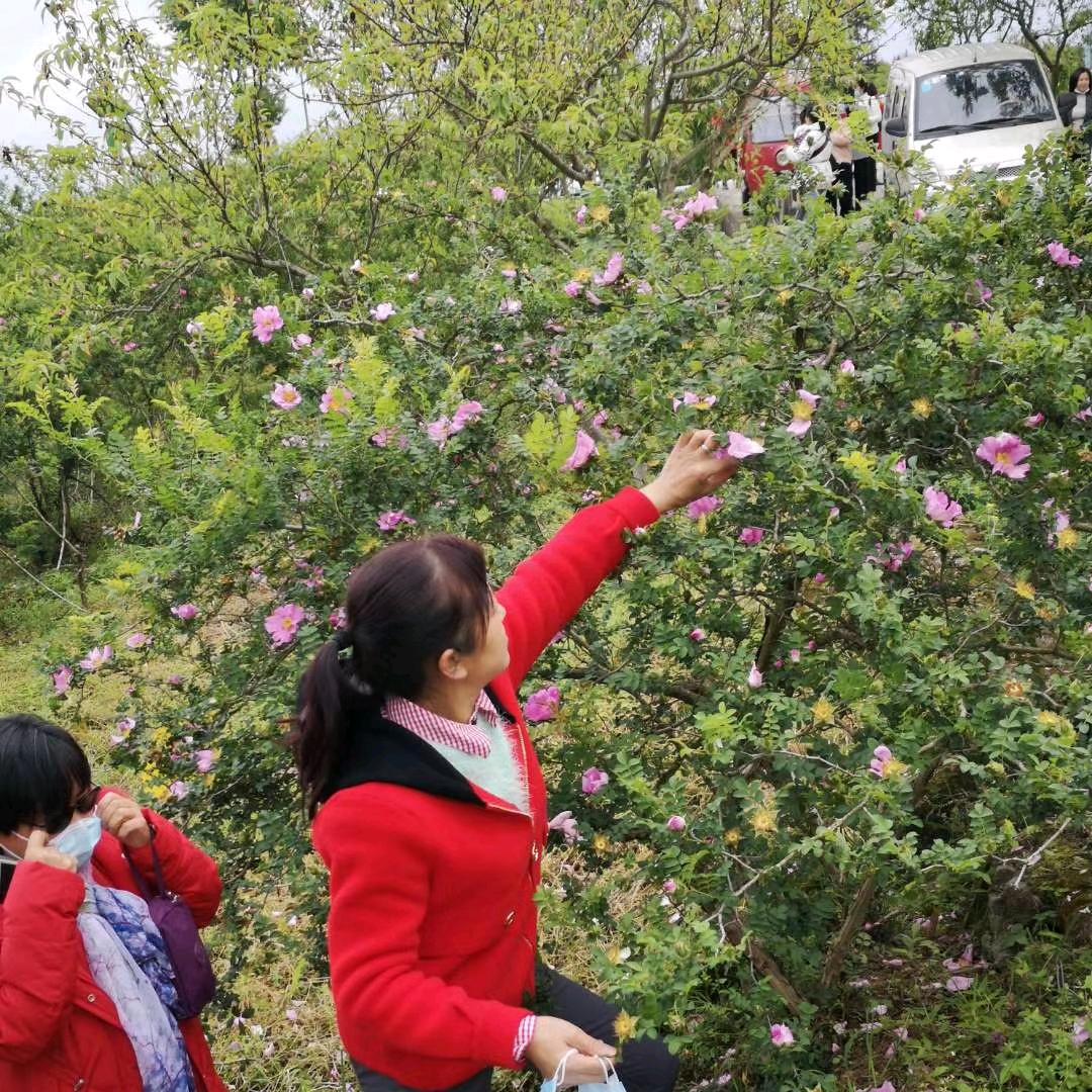 鸿运姐:早9点开播