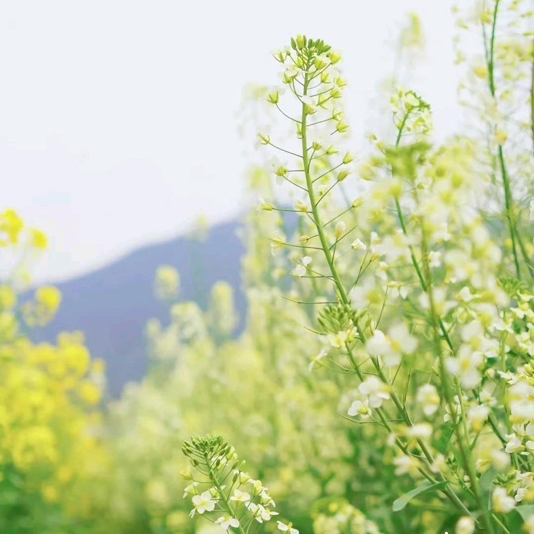 小越子永远