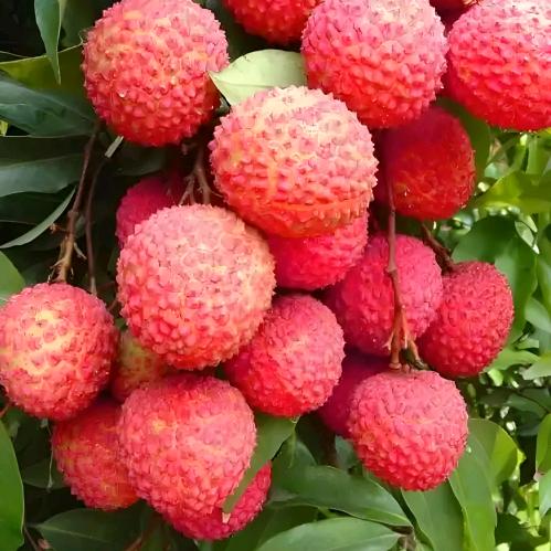 农夫👨‍🌾山泉