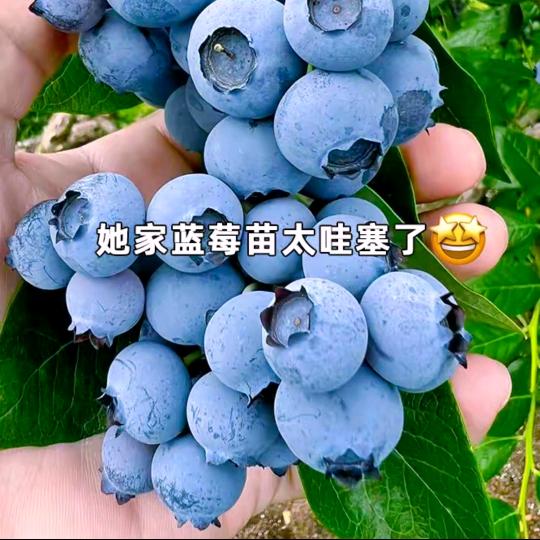 旺果恋享荣园艺专卖店