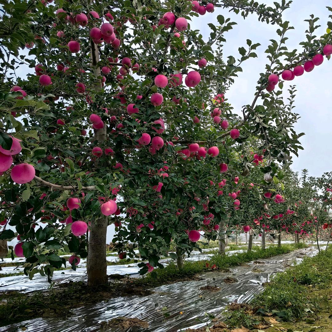 果然好好吃
