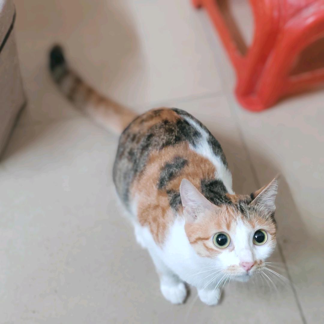 喵星人🐈🐾花花