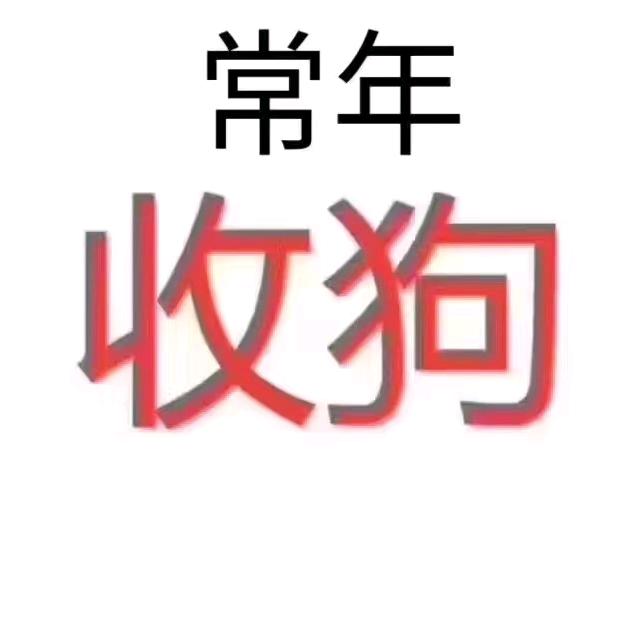 晨风，高端宠物