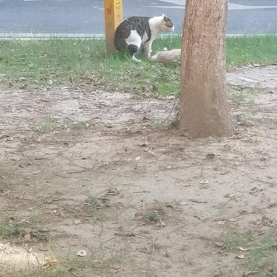 盼盼吖