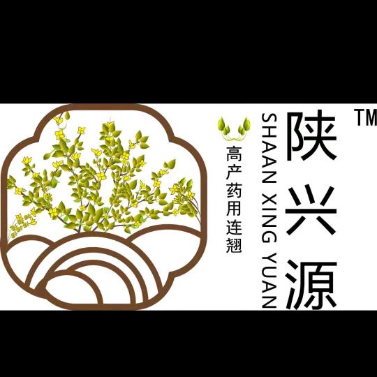 连翘王